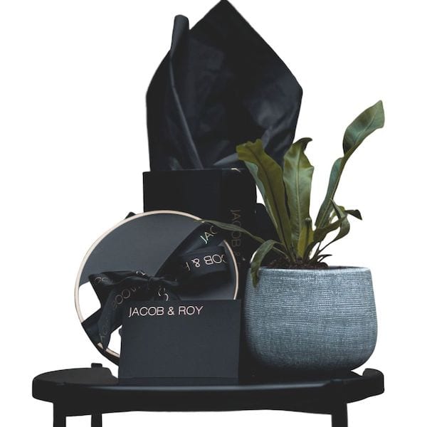 Valentine's Gift Unique House Plant