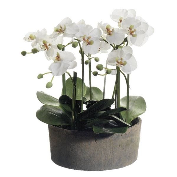 Article Orchid Home Decor